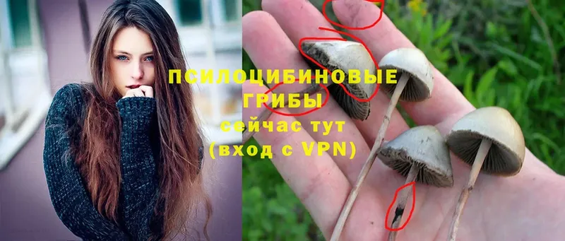 Псилоцибиновые грибы Magic Shrooms  ОМГ ОМГ маркетплейс  Валдай 